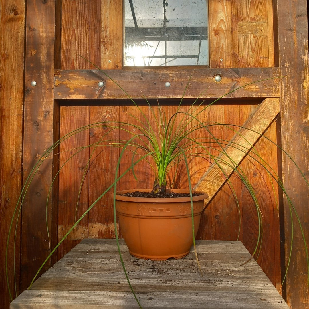 Dasylirion longissimum, total 100 cm, pot Ø 27 cm