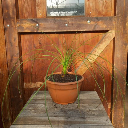 Dasylirion longissimum, total 100 cm, pot Ø 27 cm