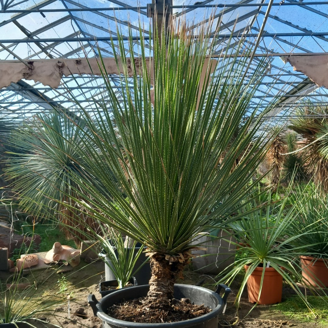 Dasylirion miquihuanensis, stem/total 40/165 cm, pot Ø52 cm (No. 1)