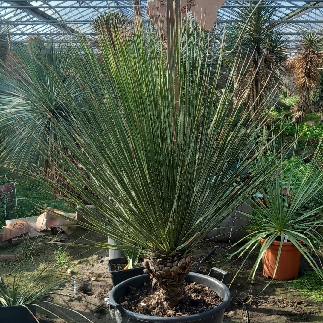 Dasylirion miquihuanensis, stem/total 40/165 cm, pot Ø52 cm (No. 1)