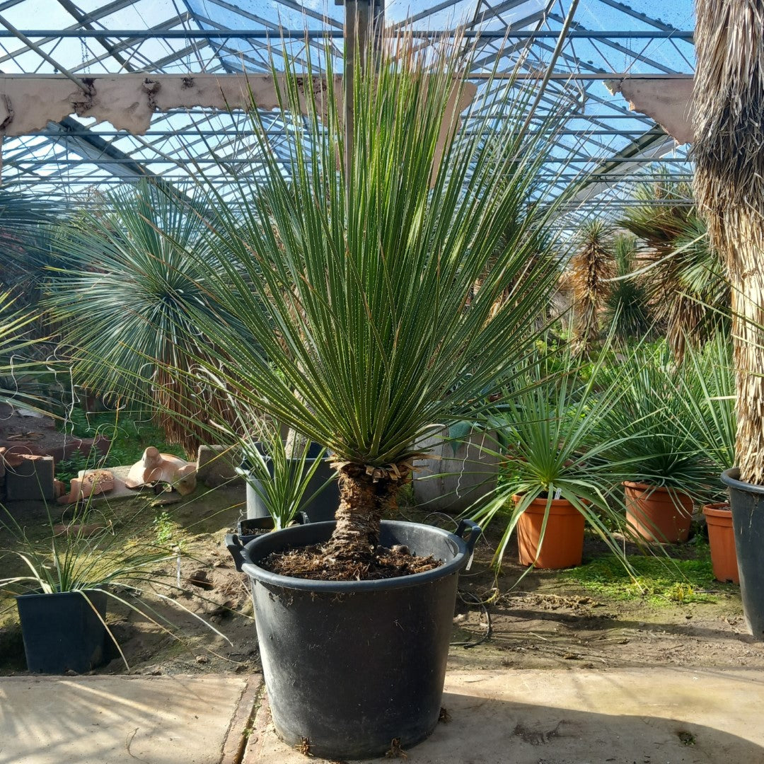 Dasylirion miquihuanensis, stem/total 40/165 cm, pot Ø52 cm (No. 1)