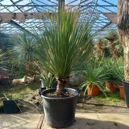 Dasylirion miquihuanensis, stem/total 40/165 cm, pot Ø52 cm (No. 1)