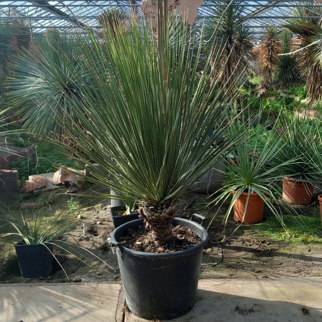 Dasylirion miquihuanensis – Tropical Centre