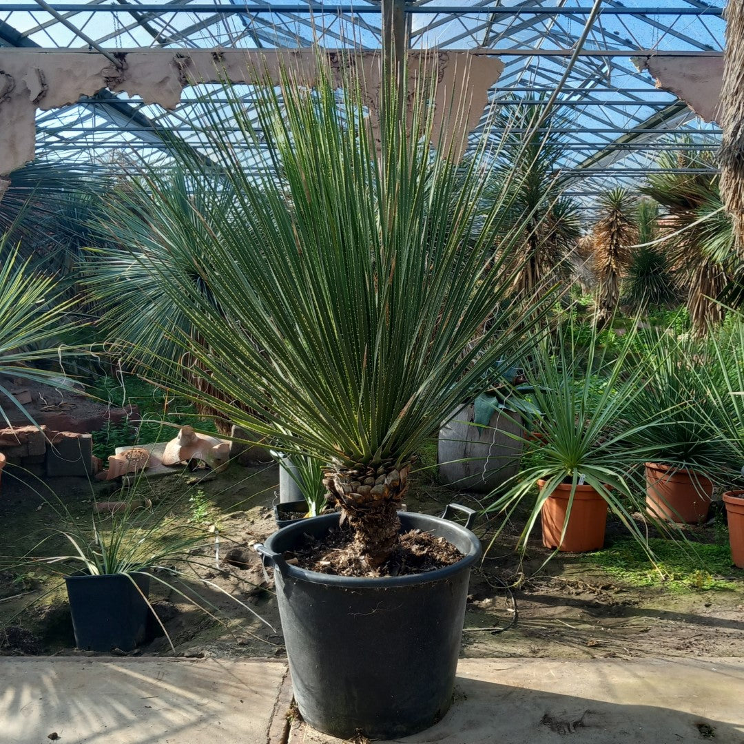 Dasylirion miquihuanensis, stem/total 40/165 cm, pot Ø52 cm (No. 1)