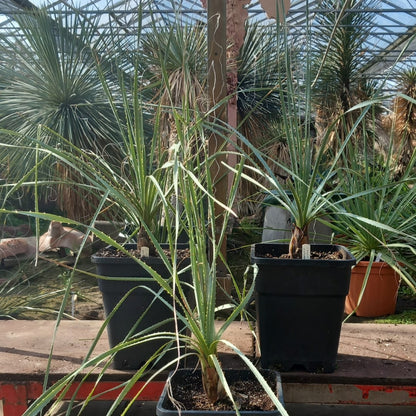 Dasylirion parryanum, total 120-130 cm, 10 ltr. pot