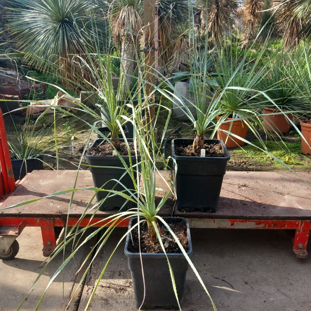 Dasylirion parryanum, total 120-130 cm, 10 ltr. pot