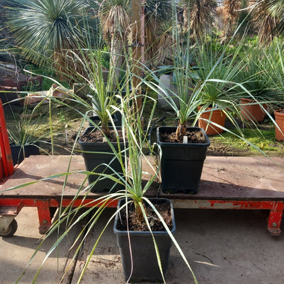 Dasylirion parryanum, total 120-130 cm, 10 ltr. pot
