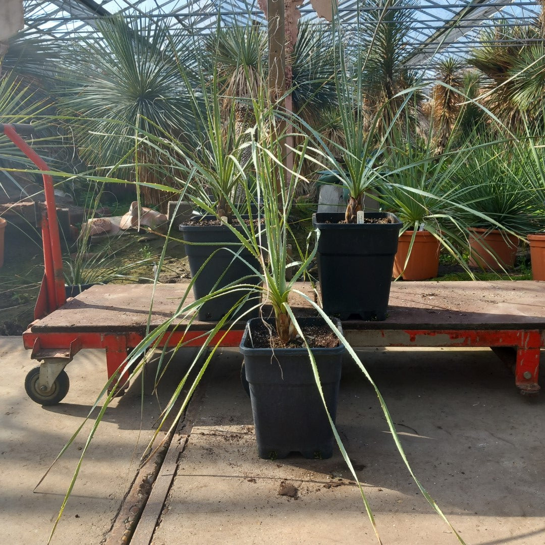 Dasylirion parryanum, total 120-130 cm, 10 ltr. pot