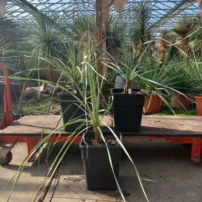 Dasylirion parryanum, total 120-130 cm, 10 ltr. pot
