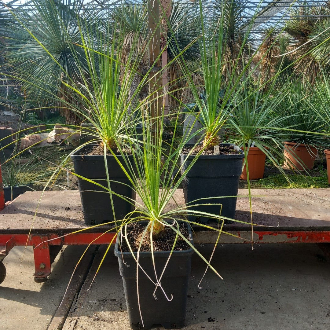 Dasylirion serratifolium, total 80-95 cm, 10 ltr. pot