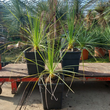 Dasylirion serratifolium, total 80-95 cm, 10 ltr. pot
