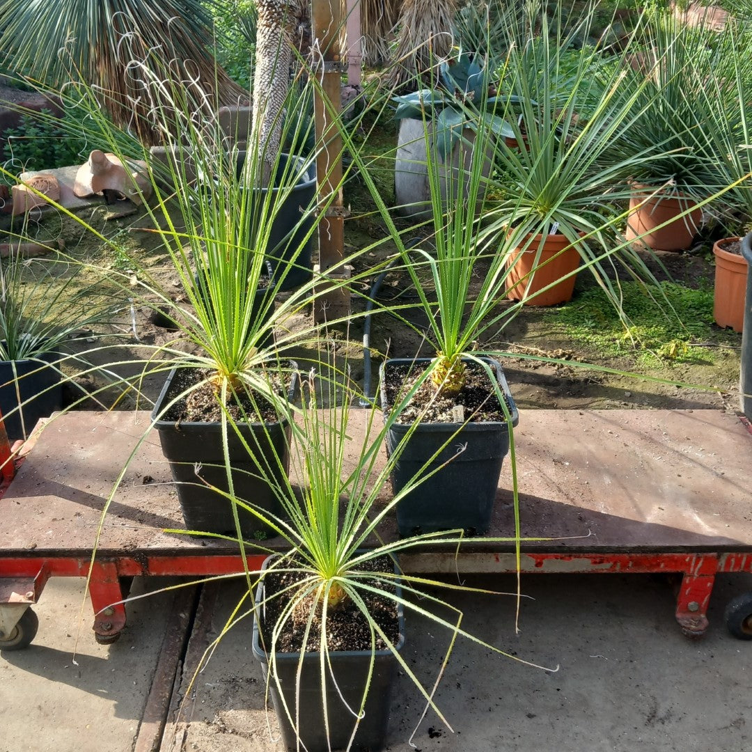 Dasylirion serratifolium, total 80-95 cm, 10 ltr. pot
