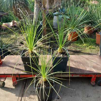 Dasylirion serratifolium, total 80-95 cm, 10 ltr. pot