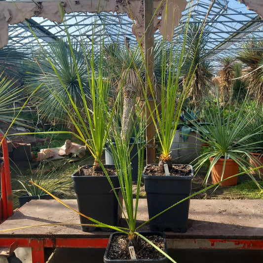 Dasylirion texanum, total 120-150 cm, 10 ltr. pot