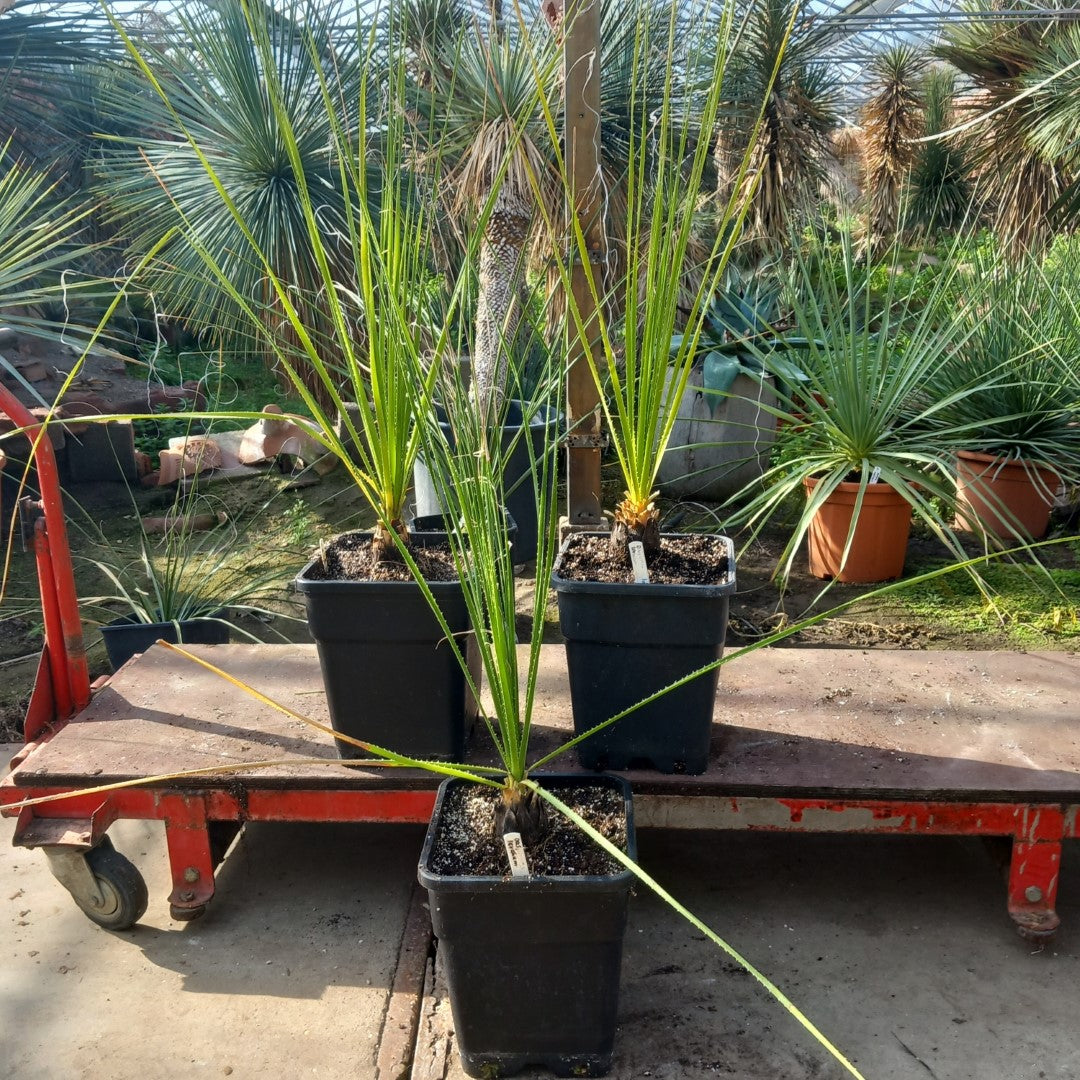 Dasylirion texanum, total 120-150 cm, 10 ltr. pot