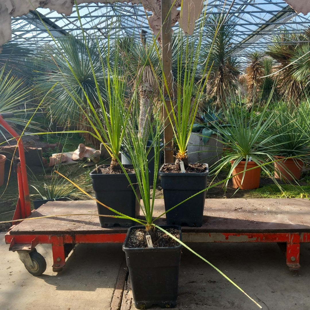 Dasylirion texanum, total 120-150 cm, 10 ltr. pot