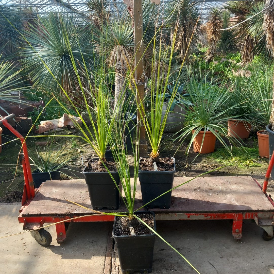 Dasylirion texanum, total 120-150 cm, 10 ltr. pot