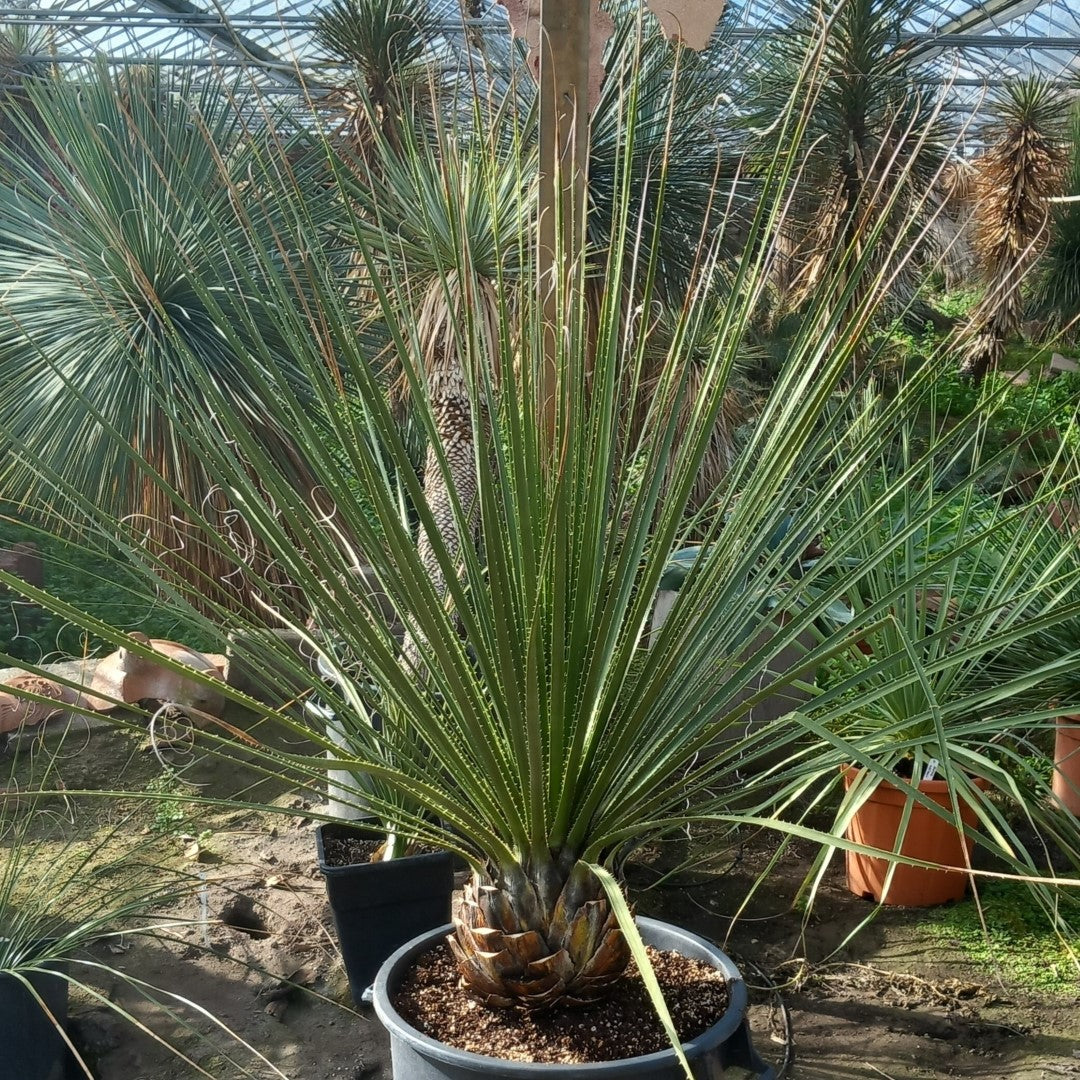 Dasylirion texanum, stem 25, total 155 cm, pot Ø45 cm (No. 1)