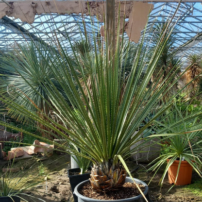 Dasylirion texanum, stem 25, total 155 cm, pot Ø45 cm (No. 1)