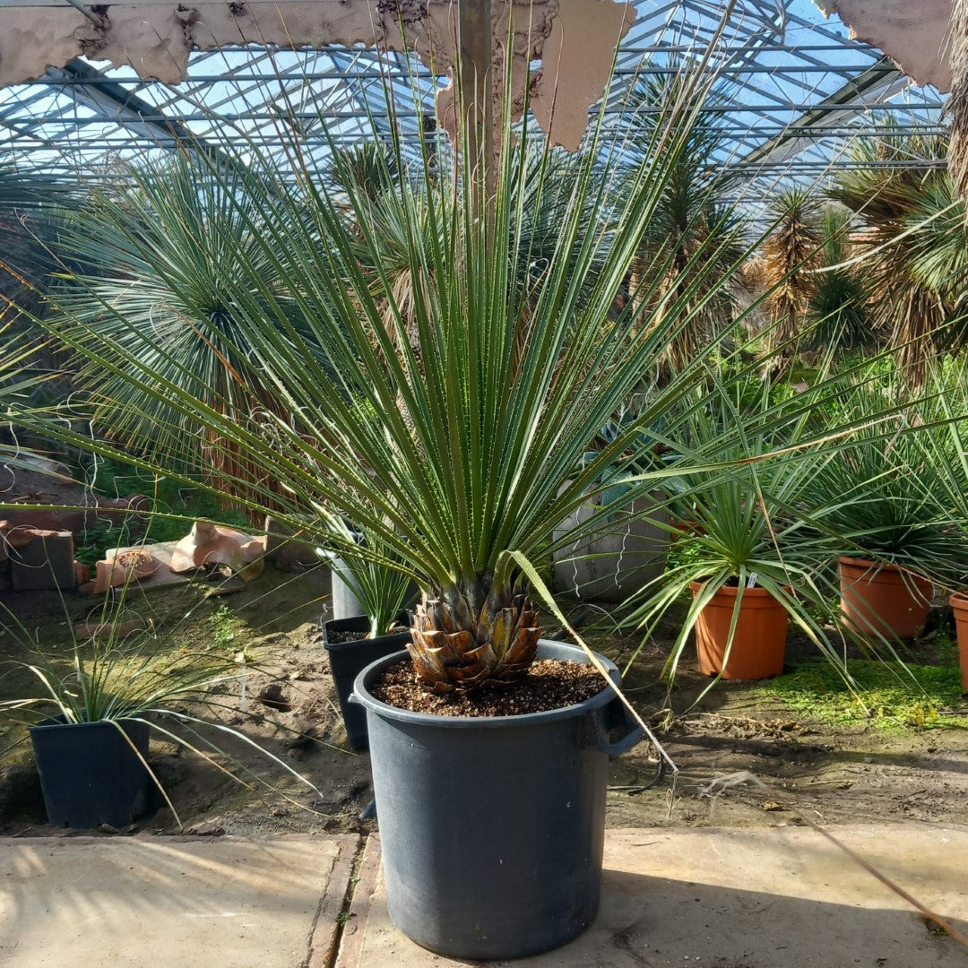 Dasylirion texanum, stem 25, total 155 cm, pot Ø45 cm (No. 1)