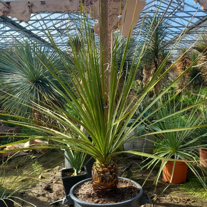 Dasylirion texanum, stem 25, total 160 cm, pot Ø45 cm (No. 2)