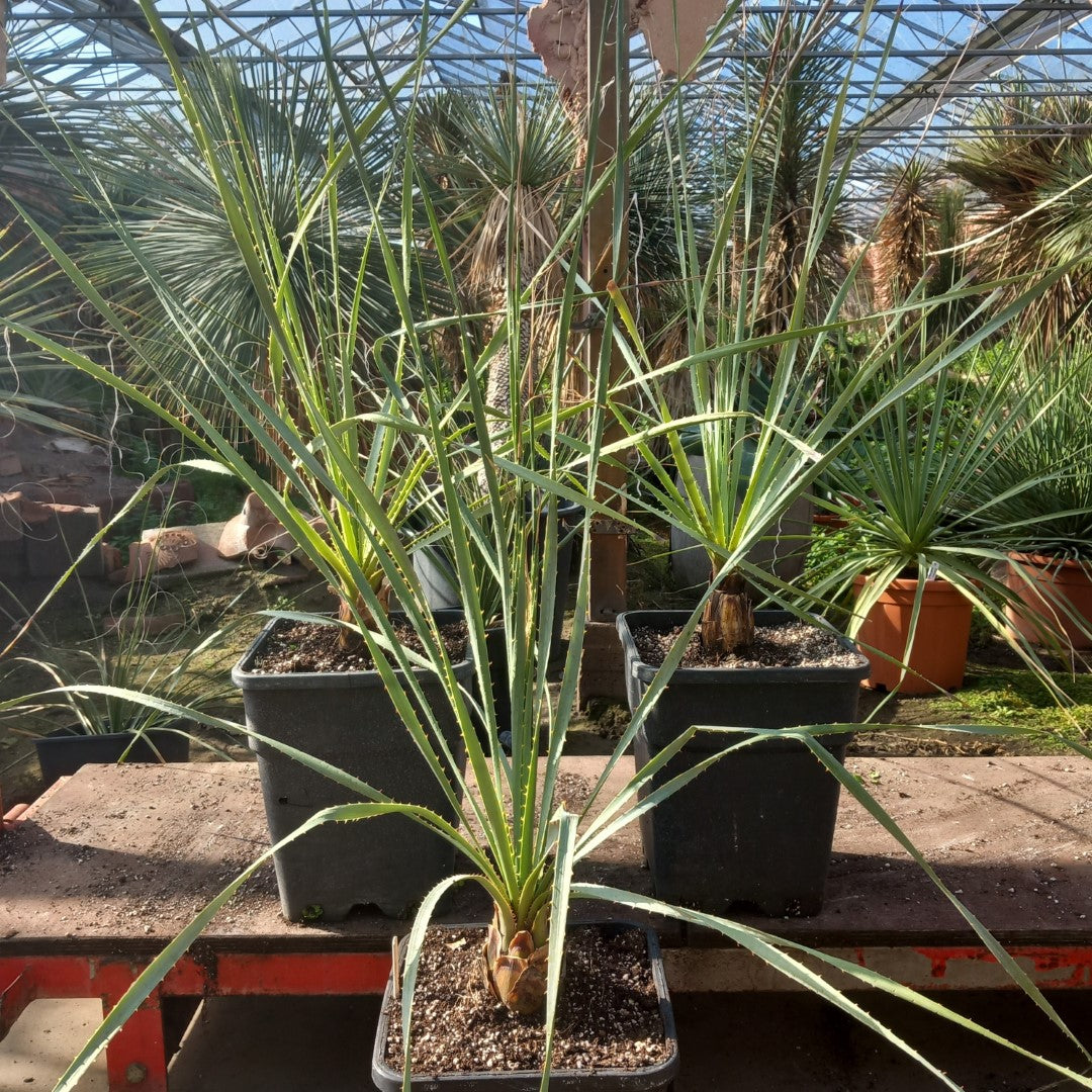 Dasylirion wheeleri, total 115-140 cm, 10 ltr. pot