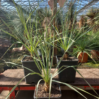 Dasylirion wheeleri, total 115-140 cm, 10 ltr. pot