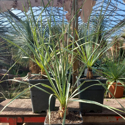 Dasylirion wheeleri, total 115-140 cm, 10 ltr. pot