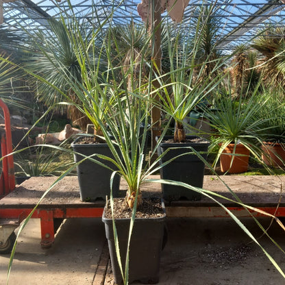 Dasylirion wheeleri, total 115-140 cm, 10 ltr. pot