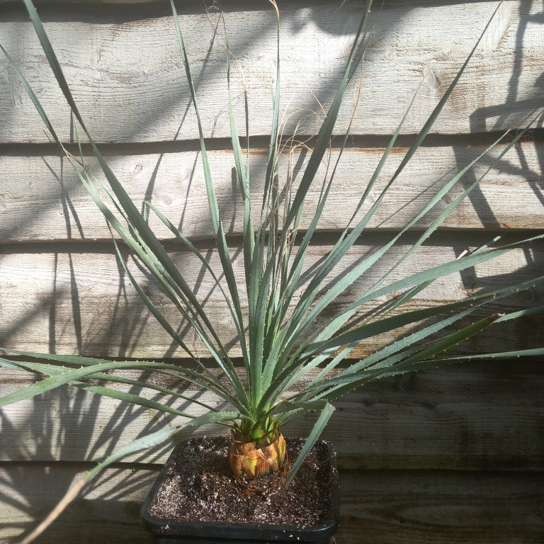 Dasylirion wheeleri, total 110 cm, 10 ltr. pot (No. 1)