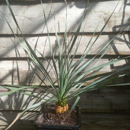 Dasylirion wheeleri, total 110 cm, 10 ltr. pot (No. 1)