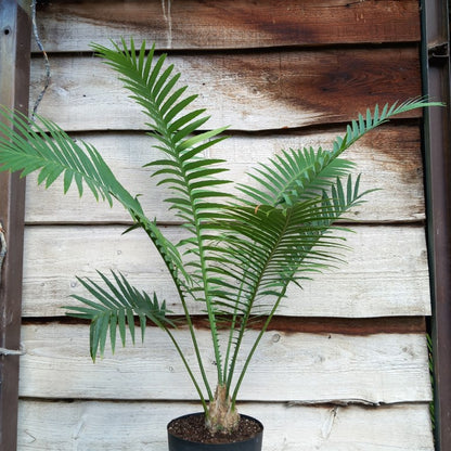 Dioon spinulosum, caudex diam. 8 cm, total 110 cm