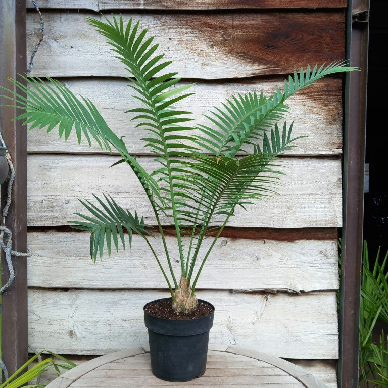 Dioon spinulosum, caudex diam. 8 cm, total 110 cm