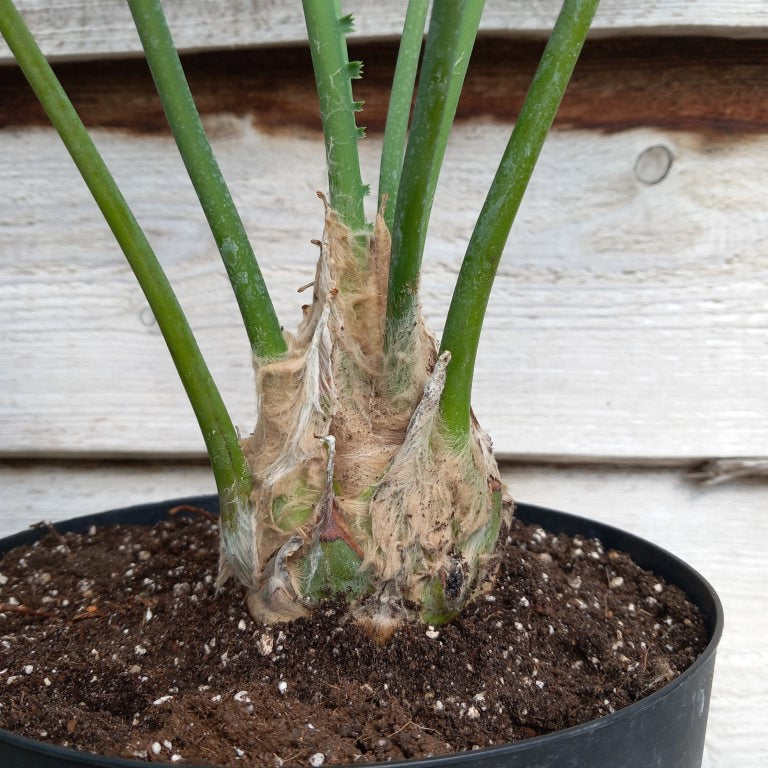 Dioon spinulosum, caudex diam. 8 cm, total 110 cm