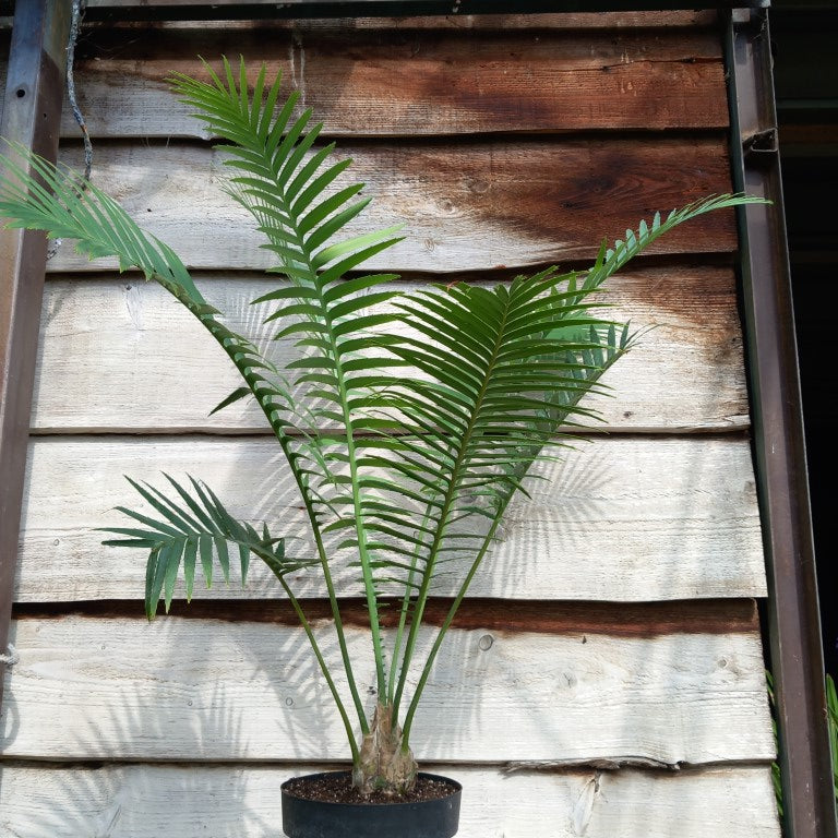 Dioon spinulosum, caudex diam. 8 cm, total 110 cm
