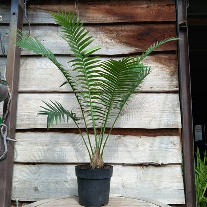 Dioon spinulosum, caudex diam. 8 cm, total 110 cm