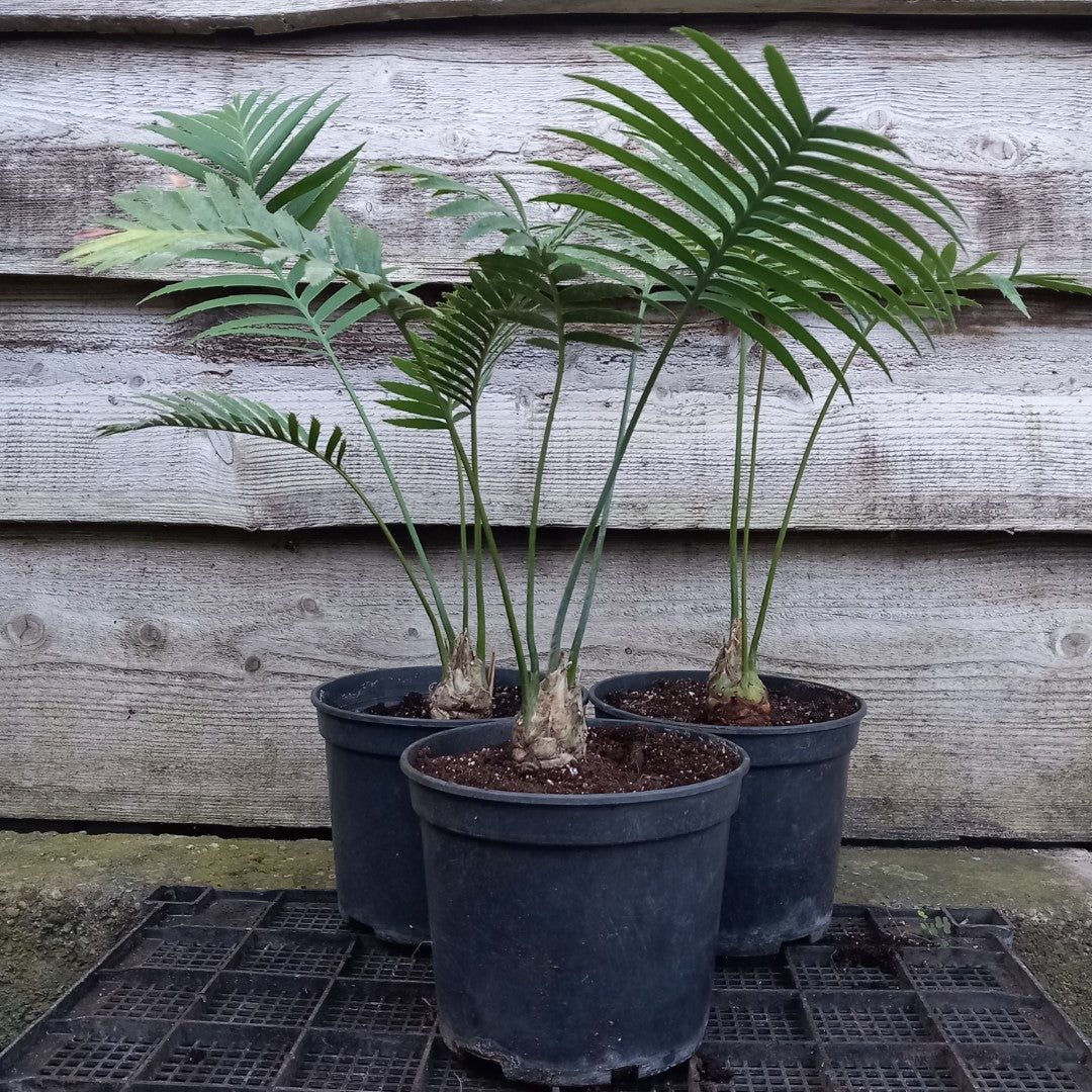 Dioon spinulosum, caudex diam. 4 cm, total 60-70 cm, 5 ltr. pot
