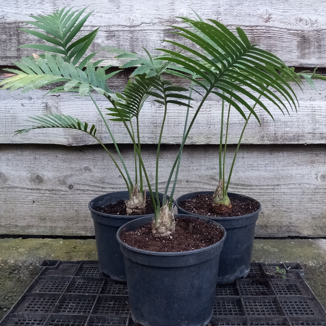 Dioon spinulosum, caudex diam. 4 cm, total 60-70 cm, 5 ltr. pot