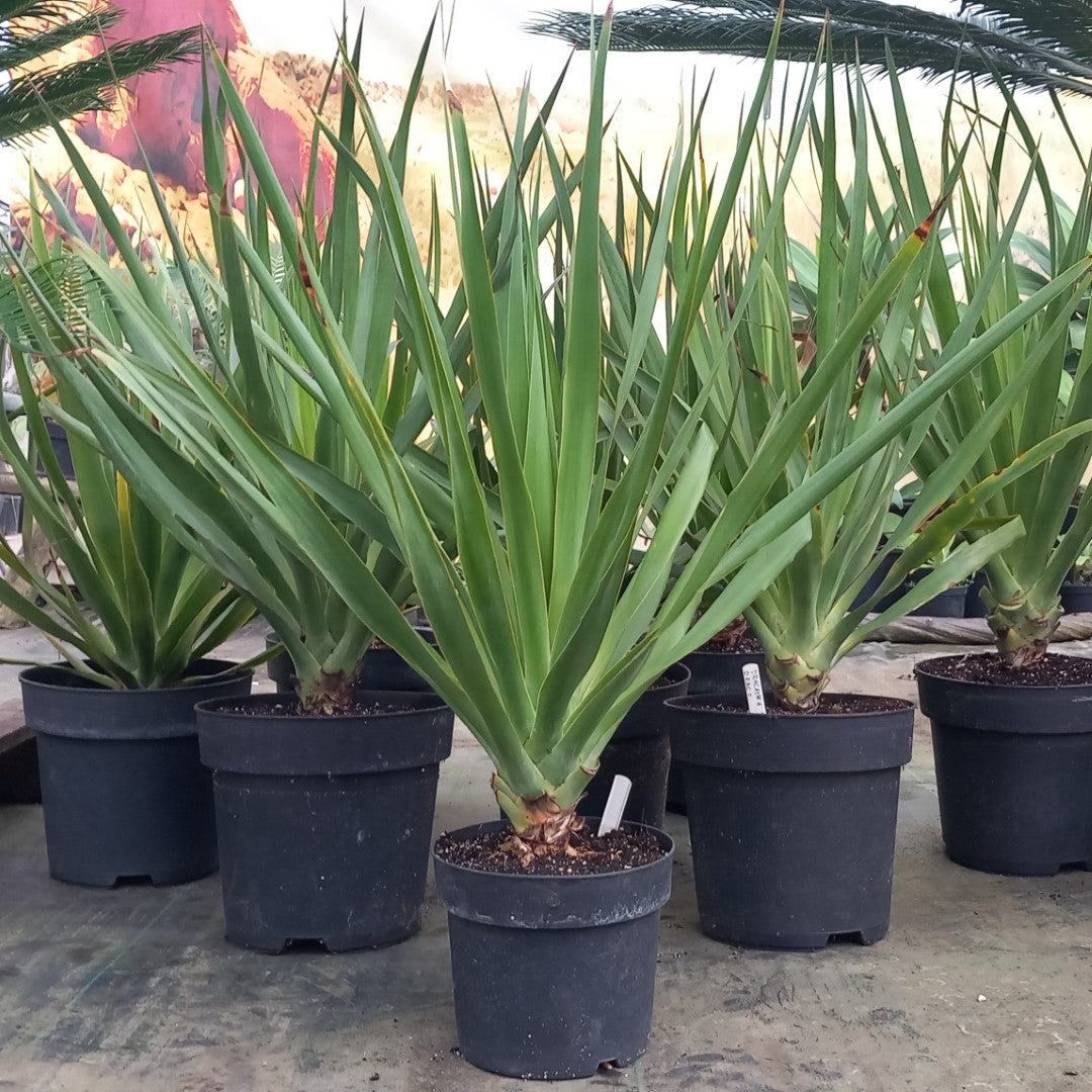Dracaena draco, 5 ltr. pot