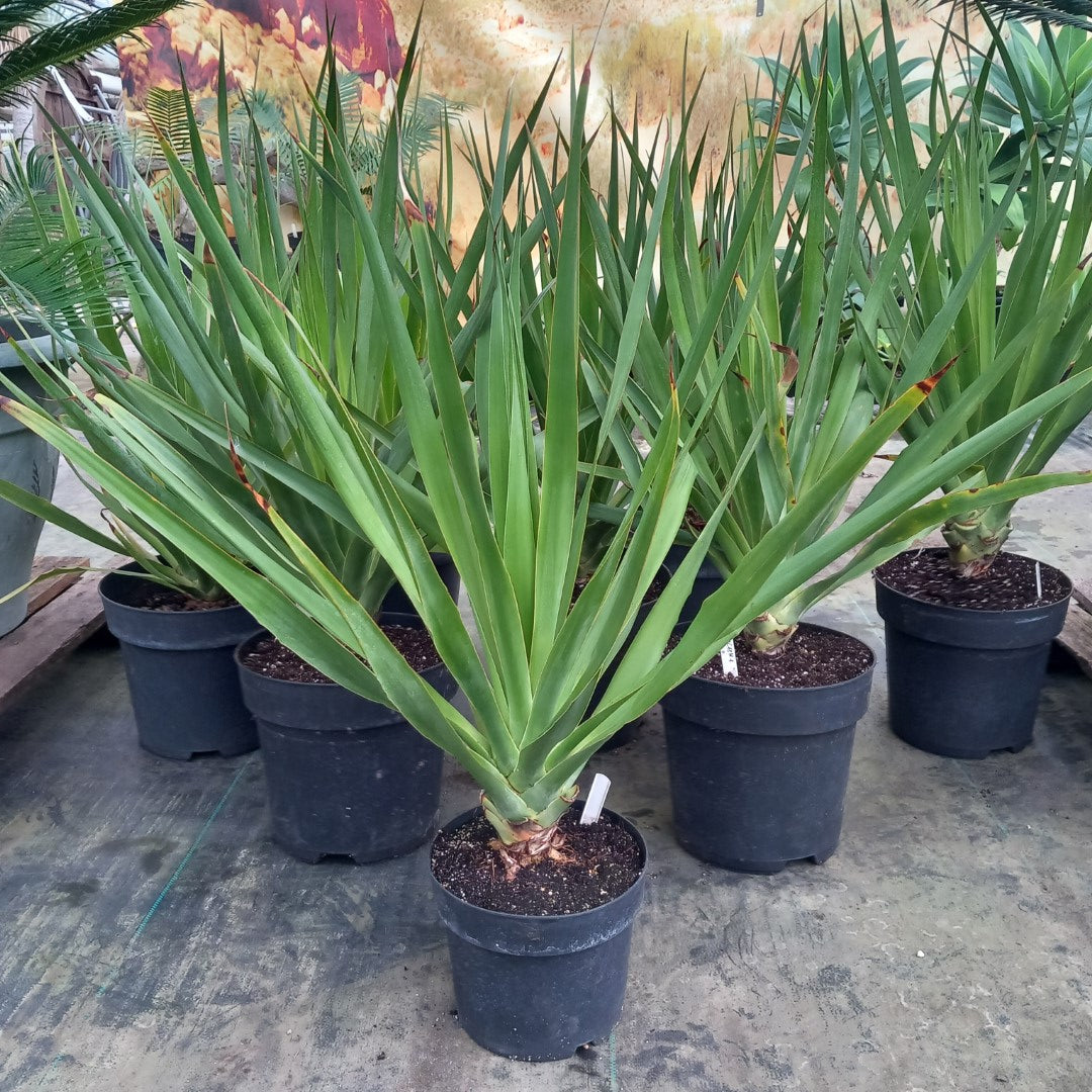 Dracaena draco, 5 ltr. pot