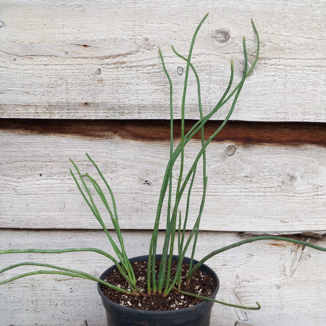 Euphorbia antisyphilitica, 3 ltr. pot