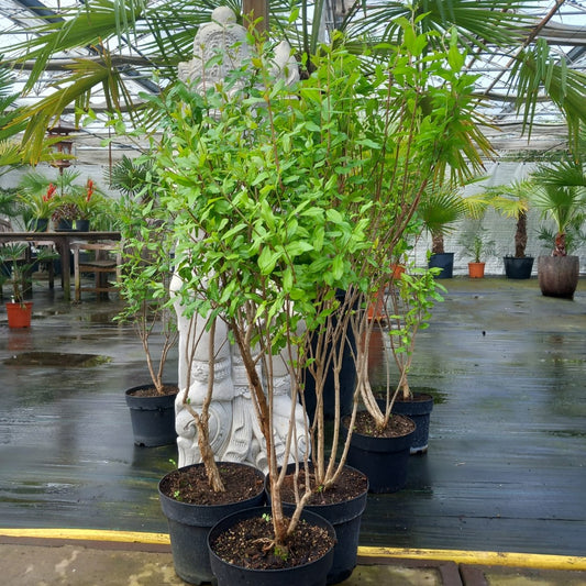 Punica granatum “pink satin", total 80-100 cm, 5 ltr. pot