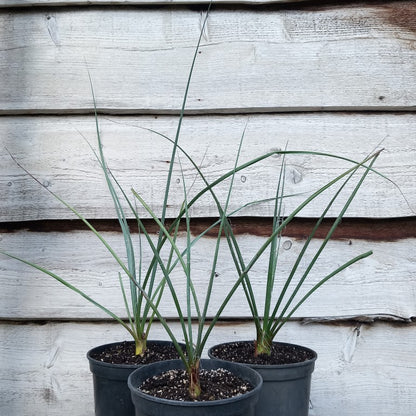 Hesperaloe parviflora