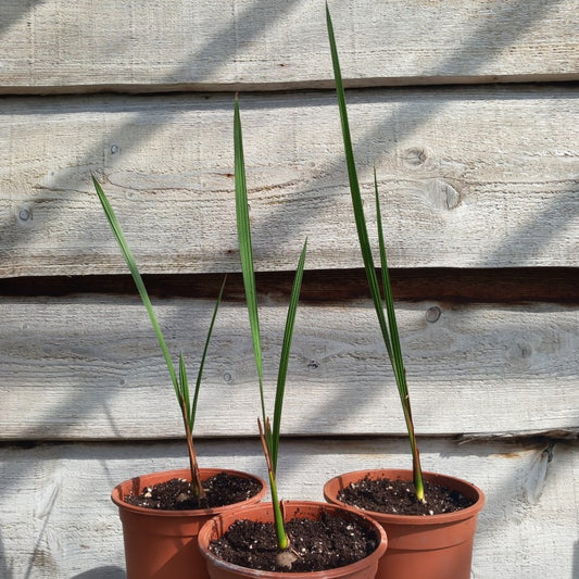 Jubaea chilensis, 2-3 leaves, 2 ltr. pot