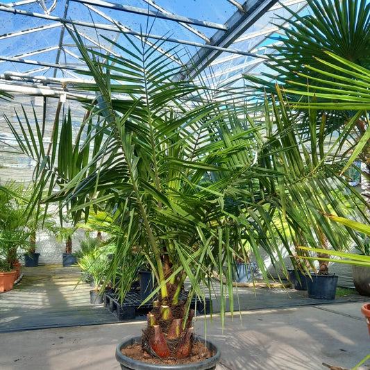 Jubaea chilensis, stem/plant/total 30-130-160 cm (No. 1)