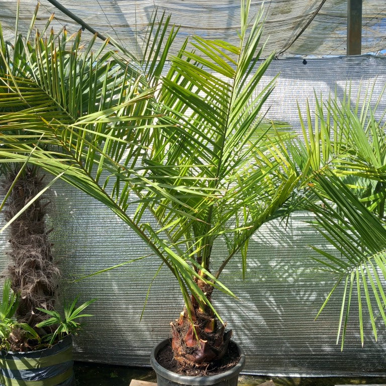 Jubaea chilensis, stem/plant/total 40/160/190 cm (No. 3)