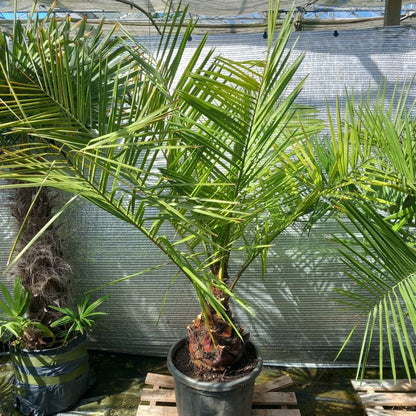 Jubaea chilensis, stem/plant/total 40/160/190 cm (No. 3)