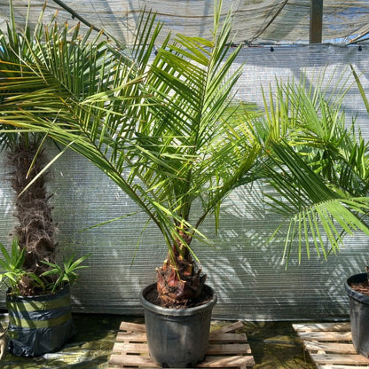 Jubaea chilensis, stem/plant/total 40/160/190 cm (No. 3)