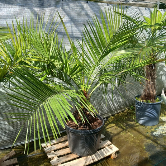 Jubaea chilensis, stem/plant/total 35/140/170 cm (No. 4)