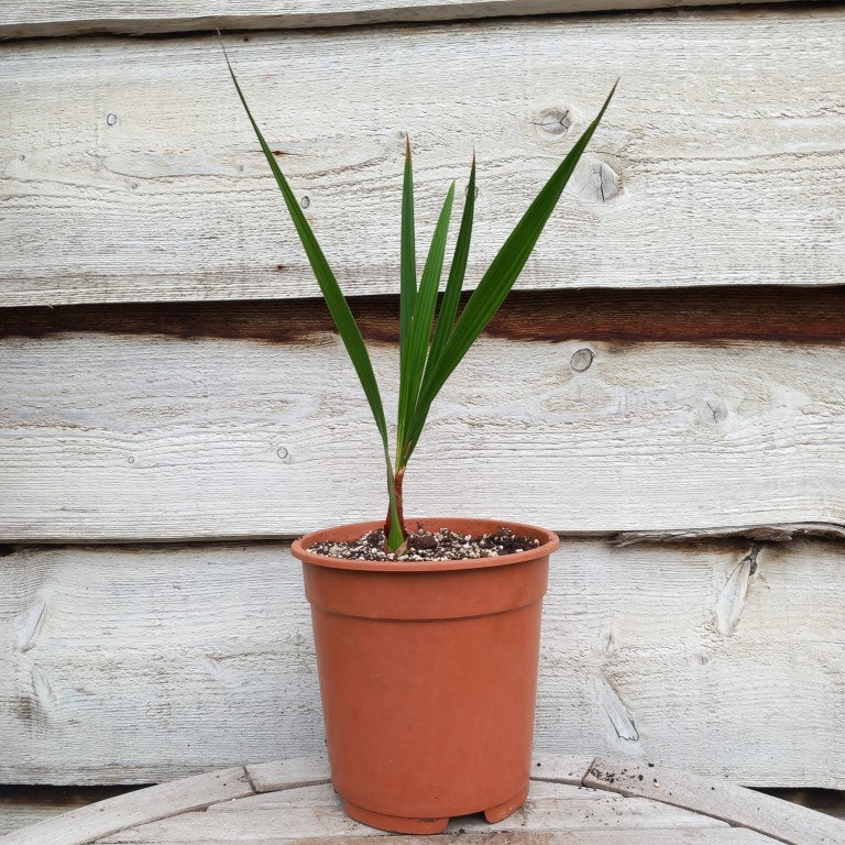 Jubaea chilensis